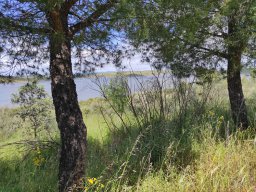 Flora del Cerro Masatrigo